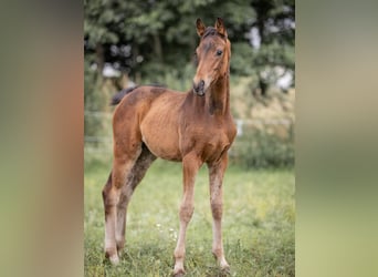 Hanovrien, Jument, 2 Ans, 165 cm, Bai