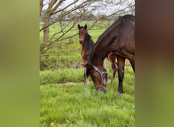 Hanovrien, Jument, 2 Ans, 165 cm, Bai