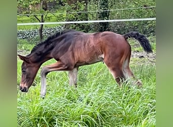 Hanovrien, Jument, 2 Ans, 165 cm, Bai