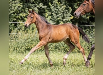 Hanovrien, Jument, 2 Ans, 165 cm, Bai