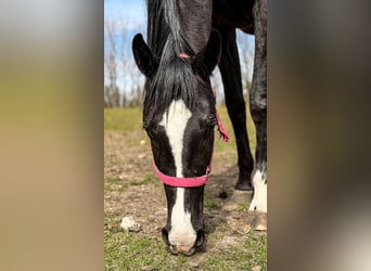 Hanovrien, Jument, 2 Ans, 165 cm, Noir