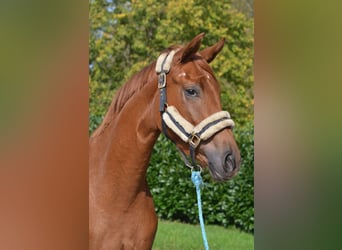Hanovrien, Jument, 2 Ans, 166 cm, Alezan