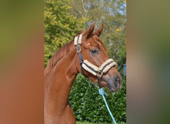 Hanovrien, Jument, 2 Ans, 166 cm, Alezan