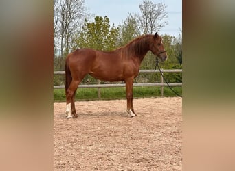 Hanovrien, Jument, 2 Ans, 167 cm, Alezan brûlé
