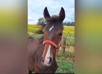 Hanovrien, Jument, 2 Ans, 167 cm, Bai
