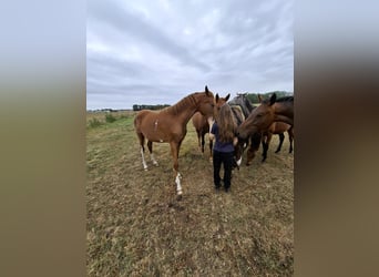 Hanovrien, Jument, 2 Ans, 168 cm, Alezan