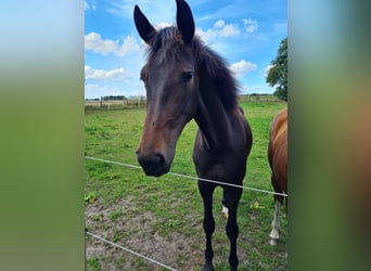 Hanovrien, Jument, 2 Ans, 168 cm, Bai brun