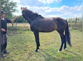 Hanovrien, Jument, 2 Ans, 168 cm, Bai brun