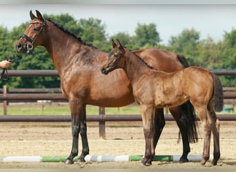 Hanovrien, Jument, 2 Ans, 168 cm, Bai brun foncé