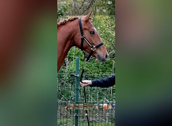 Hanovrien, Jument, 2 Ans, 169 cm, Alezan brûlé