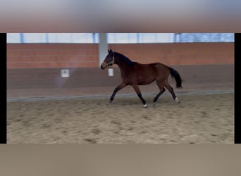 Hanovrien, Jument, 2 Ans, 169 cm, Bai