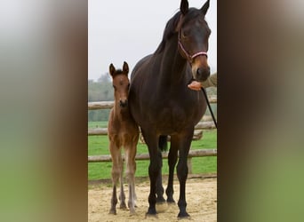 Hanovrien, Jument, 2 Ans, 170 cm, Bai brun