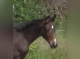 Hanovrien, Jument, 2 Ans, 170 cm, Bai