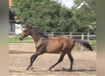 Hanovrien, Jument, 2 Ans, 170 cm, Bai