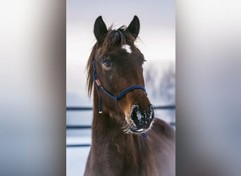 Hanovrien, Jument, 2 Ans, 170 cm, Bai