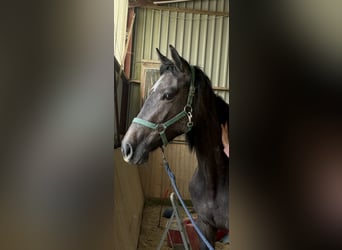 Hanovrien, Jument, 2 Ans, 170 cm, Gris