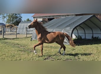 Hanovrien, Jument, 2 Ans, 172 cm, Alezan