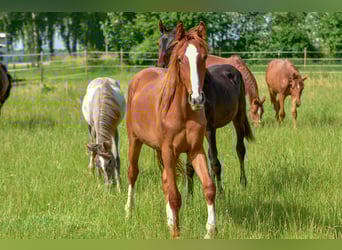 Hanovrien, Jument, 2 Ans, 172 cm, Alezan