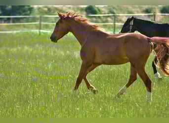 Hanovrien, Jument, 2 Ans, 172 cm, Alezan