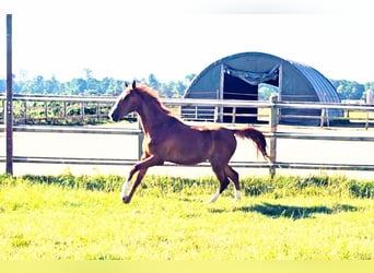 Hanovrien, Jument, 2 Ans, 172 cm, Alezan