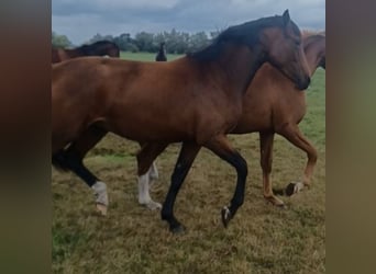 Hanovrien, Jument, 2 Ans, 172 cm, Bai