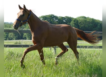 Hanovrien, Jument, 2 Ans, 175 cm, Alezan