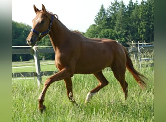 Hanovrien, Jument, 2 Ans, 175 cm, Alezan