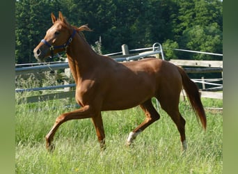 Hanovrien, Jument, 2 Ans, 175 cm, Alezan