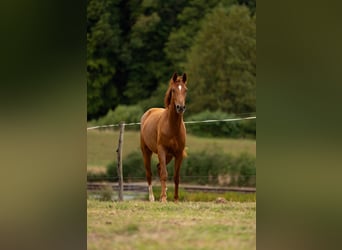 Hanovrien, Jument, 2 Ans, Alezan