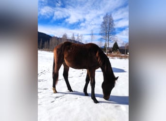 Hanovrien, Jument, 2 Ans, Bai brun