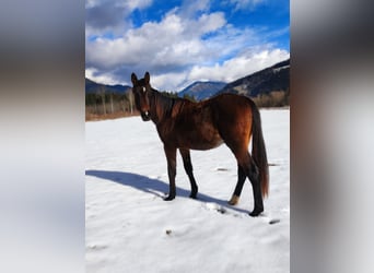 Hanovrien, Jument, 2 Ans, Bai brun