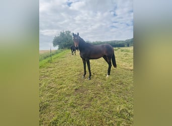 Hanovrien, Jument, 2 Ans, Bai