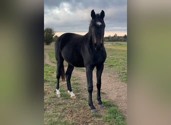 Hanovrien, Jument, 2 Ans, Noir