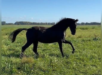 Hanovrien, Jument, 2 Ans, Noir