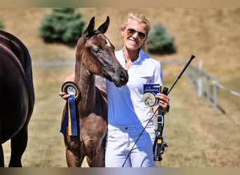 Hanovrien, Jument, 2 Ans, Noir