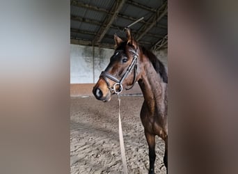 Hanovrien, Jument, 3 Ans, 150 cm, Bai