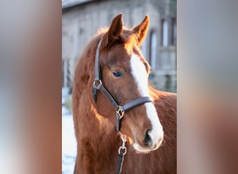 Hanovrien, Jument, 3 Ans, 155 cm, Alezan