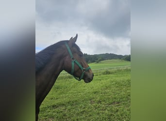 Hanovrien, Jument, 3 Ans, 157 cm, Bai