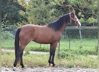 Hanovrien, Jument, 3 Ans, 157 cm, Bai