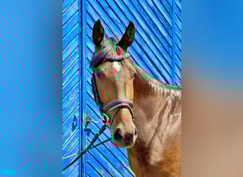 Hanovrien, Jument, 3 Ans, 158 cm, Bai brun