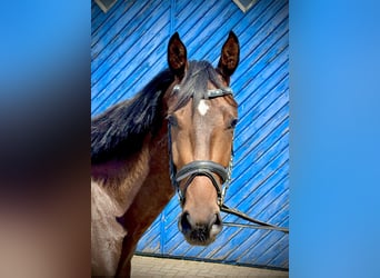 Hanovrien, Jument, 3 Ans, 158 cm, Bai brun