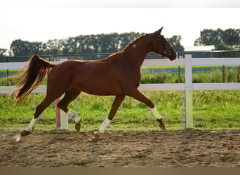 Hanovrien, Jument, 3 Ans, 160 cm, Alezan brûlé