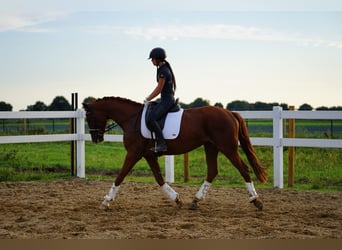 Hanovrien, Jument, 3 Ans, 160 cm, Alezan brûlé