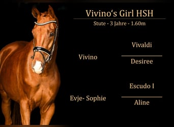 Hanovrien, Jument, 3 Ans, 160 cm, Alezan brûlé