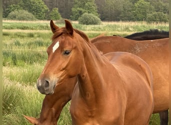 Hanovrien, Jument, 3 Ans, 160 cm, Alezan