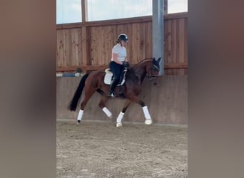Hanovrien, Jument, 3 Ans, 160 cm, Bai