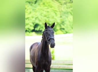 Hanovrien, Jument, 3 Ans, 160 cm, Noir