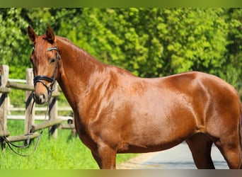 Hanovrien, Jument, 3 Ans, 162 cm, Alezan brûlé