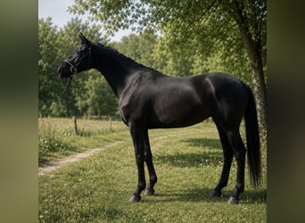 Hanovrien, Jument, 3 Ans, 162 cm, Bai brun