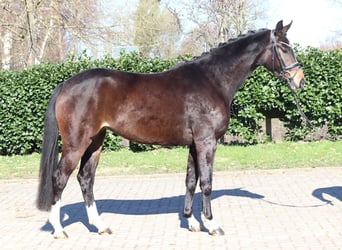 Hanovrien, Jument, 3 Ans, 162 cm, Bai brun